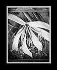 A black and white version of a Queen Emma flower        